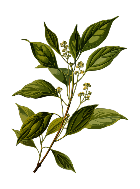 Aguacate Herbs